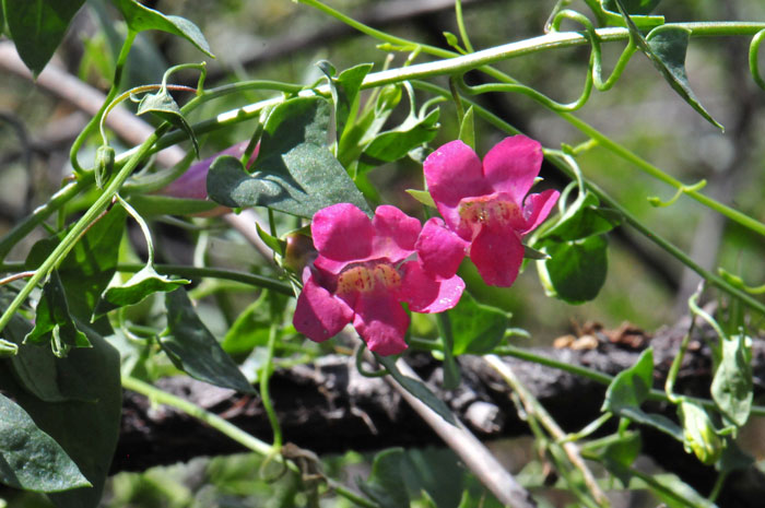 Climbing Snapdragon has dull green leaves shaped like triangles (hastate or sagittate). The leaf margins are smooth. Maurandella antirrhiniflora 